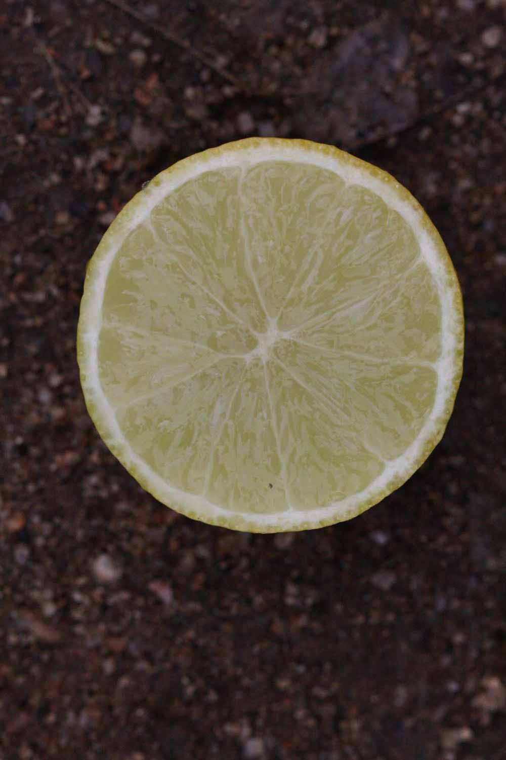            Fruit cross-section (Riverside, CA)   